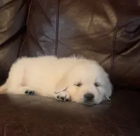 Mia, a female English Cream Golden Retriever for sale in Hiddenite, NC – Photo 7 of 7