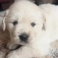 Mia, a female English Cream Golden Retriever for sale in Hiddenite, NC – Photo 2 of 7