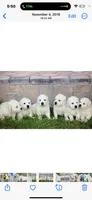 Mia, a female English Cream Golden Retriever for sale in Hiddenite, NC – Photo 6 of 7