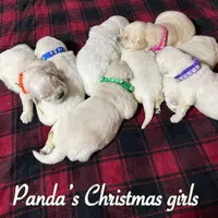 Mia, a female English Cream Golden Retriever for sale in Hiddenite, NC – Photo 3 of 7