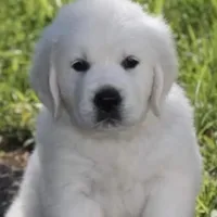 Mia, a female English Cream Golden Retriever for sale in Hiddenite, NC – Photo 4 of 7