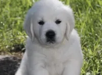 Mia, a female English Cream Golden Retriever for sale in Hiddenite, NC – Photo 4 of 7