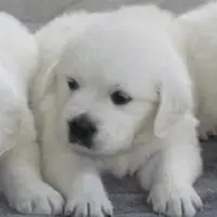 Mia, a female English Cream Golden Retriever for sale in Hiddenite, NC – Photo 1 of 7