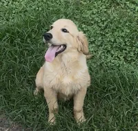 Dolly, a female English Cream Golden Retriever for sale in Hiddenite, NC – 2 of 5