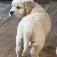 Pippa for Christmas, a female English Cream Golden Retriever for sale in Hiddenite, NC – Photo 3 of 5