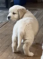 Pippa for Christmas, a female English Cream Golden Retriever for sale in Hiddenite, NC – Photo 3 of 5