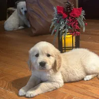 Pippa for Christmas, a female English Cream Golden Retriever for sale in Hiddenite, NC – Photo 2 of 5