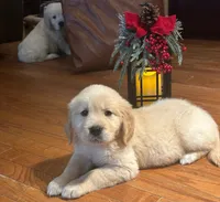 Pippa for Christmas, a female English Cream Golden Retriever for sale in Hiddenite, NC – Photo 2 of 5