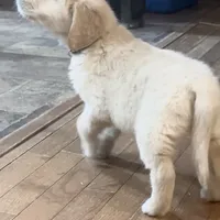 Pippa for Christmas, a female English Cream Golden Retriever for sale in Hiddenite, NC – Photo 5 of 5