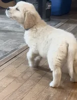 Pippa for Christmas, a female English Cream Golden Retriever for sale in Hiddenite, NC – Photo 5 of 5