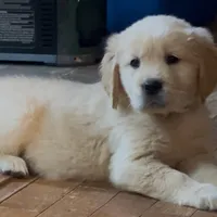 Pippa for Christmas, a female English Cream Golden Retriever for sale in Hiddenite, NC – Photo 4 of 5