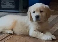 Pippa for Christmas, a female English Cream Golden Retriever for sale in Hiddenite, NC – Photo 4 of 5