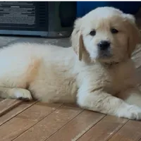 Pippa for Christmas, a female English Cream Golden Retriever for sale in Hiddenite, NC – Photo 1 of 5