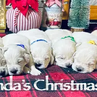 Roxie, a female English Cream Golden Retriever for sale in Hiddenite, NC – Photo 3 of 7