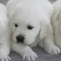 Roxie, a female English Cream Golden Retriever for sale in Hiddenite, NC – Photo 1 of 7