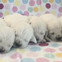 Roxie, a female English Cream Golden Retriever for sale in Hiddenite, NC – Photo 7 of 7