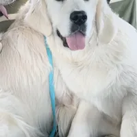 Roxie, a female English Cream Golden Retriever for sale in Hiddenite, NC – Photo 6 of 7