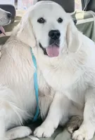 Roxie, a female English Cream Golden Retriever for sale in Hiddenite, NC – Photo 6 of 7