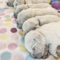 Roxie, a female English Cream Golden Retriever for sale in Hiddenite, NC – Photo 5 of 7