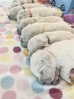 Roxie, a female English Cream Golden Retriever for sale in Hiddenite, NC – Photo 5 of 7