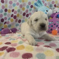 Roxie, a female English Cream Golden Retriever for sale in Hiddenite, NC – Photo 2 of 7