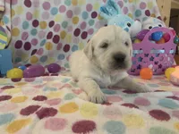 Roxie, a female English Cream Golden Retriever for sale in Hiddenite, NC – Photo 2 of 7