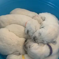 Roxie, a female English Cream Golden Retriever for sale in Hiddenite, NC – Photo 4 of 7