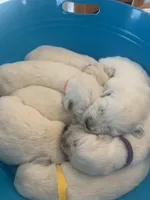 Roxie, a female English Cream Golden Retriever for sale in Hiddenite, NC – Photo 4 of 7