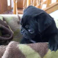 Thunder, a male Pug for sale in Appleton, WI – Photo 3 of 4