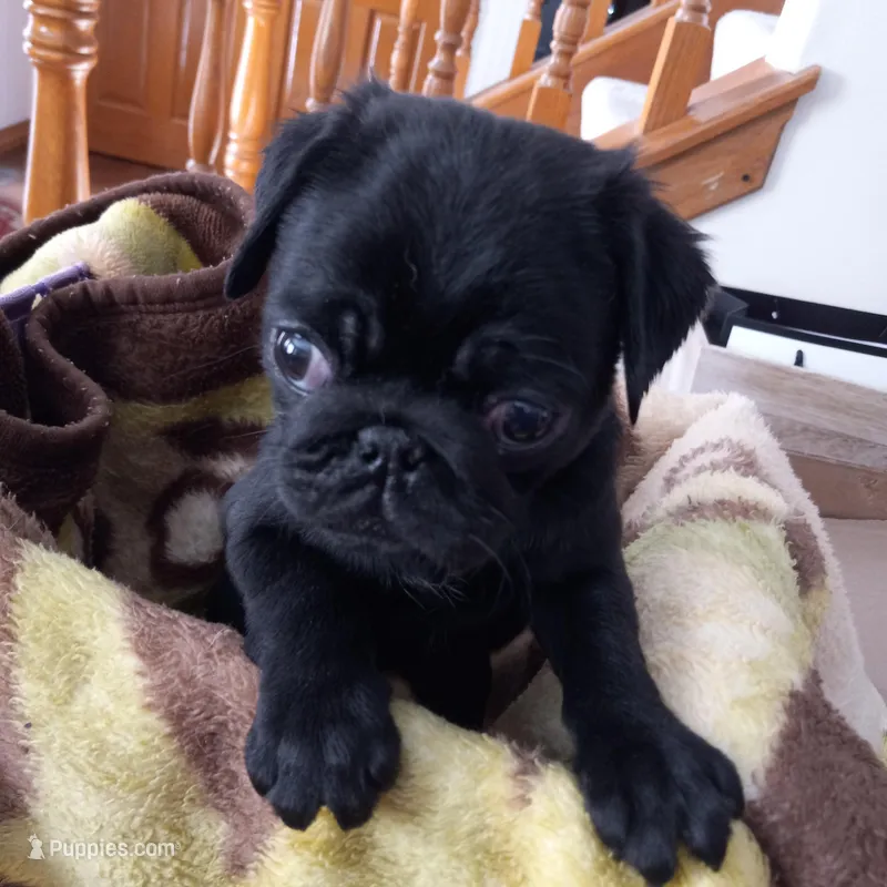 Thunder, a male Pug for sale in Appleton, WI – Photo 1 of 4