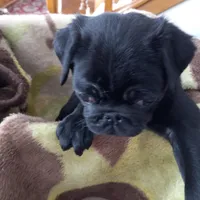 Thunder, a male Pug for sale in Appleton, WI – Photo 2 of 4