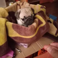 Thunder, a male Pug for sale in Appleton, WI – Photo 4 of 4