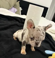 CADE, a male French Bulldog for sale in Ann Arbor, MI – Photo 1 of 4