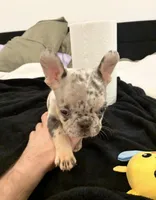 CADE, a male French Bulldog for sale in Ann Arbor, MI – Photo 3 of 4