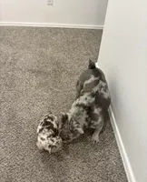 CADE, a male French Bulldog for sale in Ann Arbor, MI – Photo 4 of 4