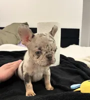 CADE, a male French Bulldog for sale in Ann Arbor, MI – Photo 2 of 4