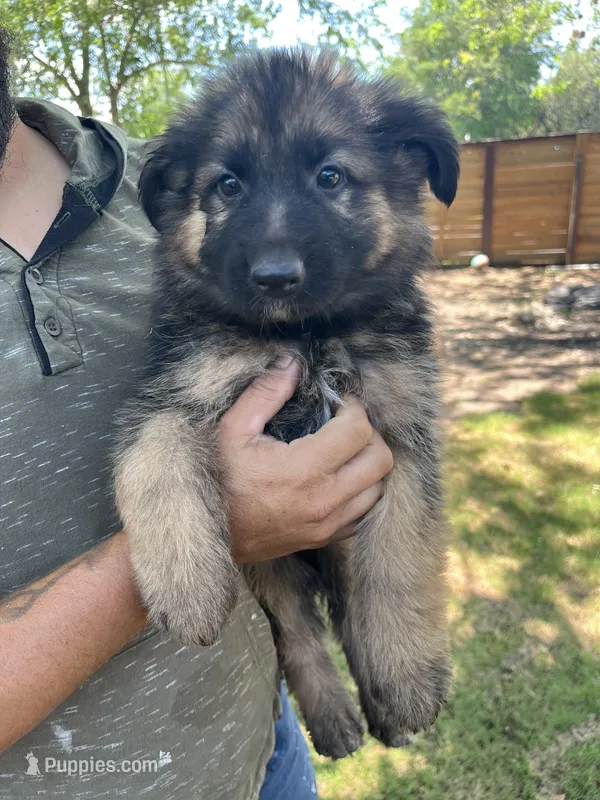 Max  – German Shepherd Dog puppy for sale in San Antonio, TX