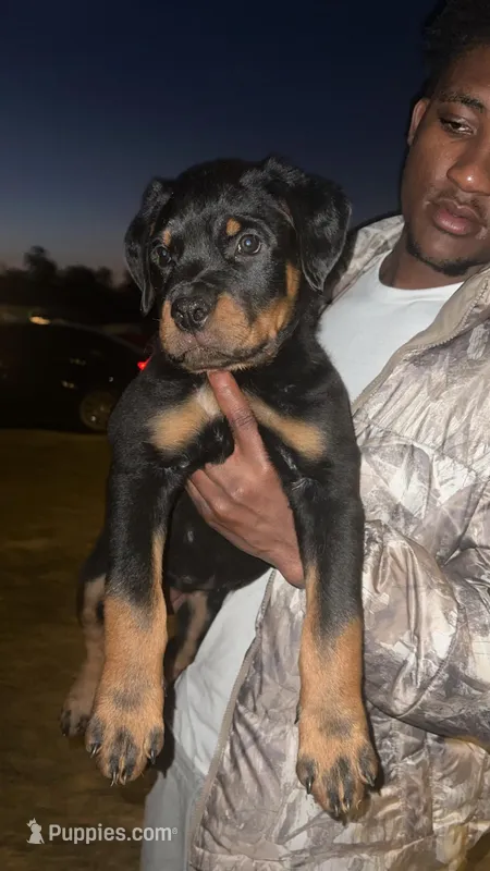 Rylo – Rottweiler puppy for sale in Blackshear, GA