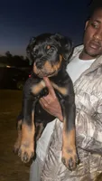 Rylo, a male Rottweiler for sale in Blackshear, GA – 1 of 1