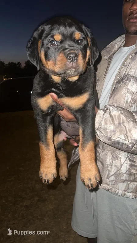 Reign – Rottweiler puppy for sale in Blackshear, GA