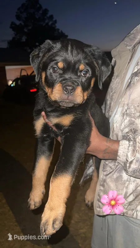 Remy – Rottweiler puppy for sale in Blackshear, GA