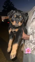 Remy, a female Rottweiler for sale in Blackshear, GA – 1 of 1