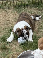 Matilda, a female English Bulldog for sale in Monroe, GA – Photo 2 of 3