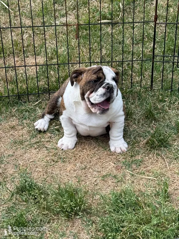 Matilda – English Bulldog puppy for sale in Monroe, GA