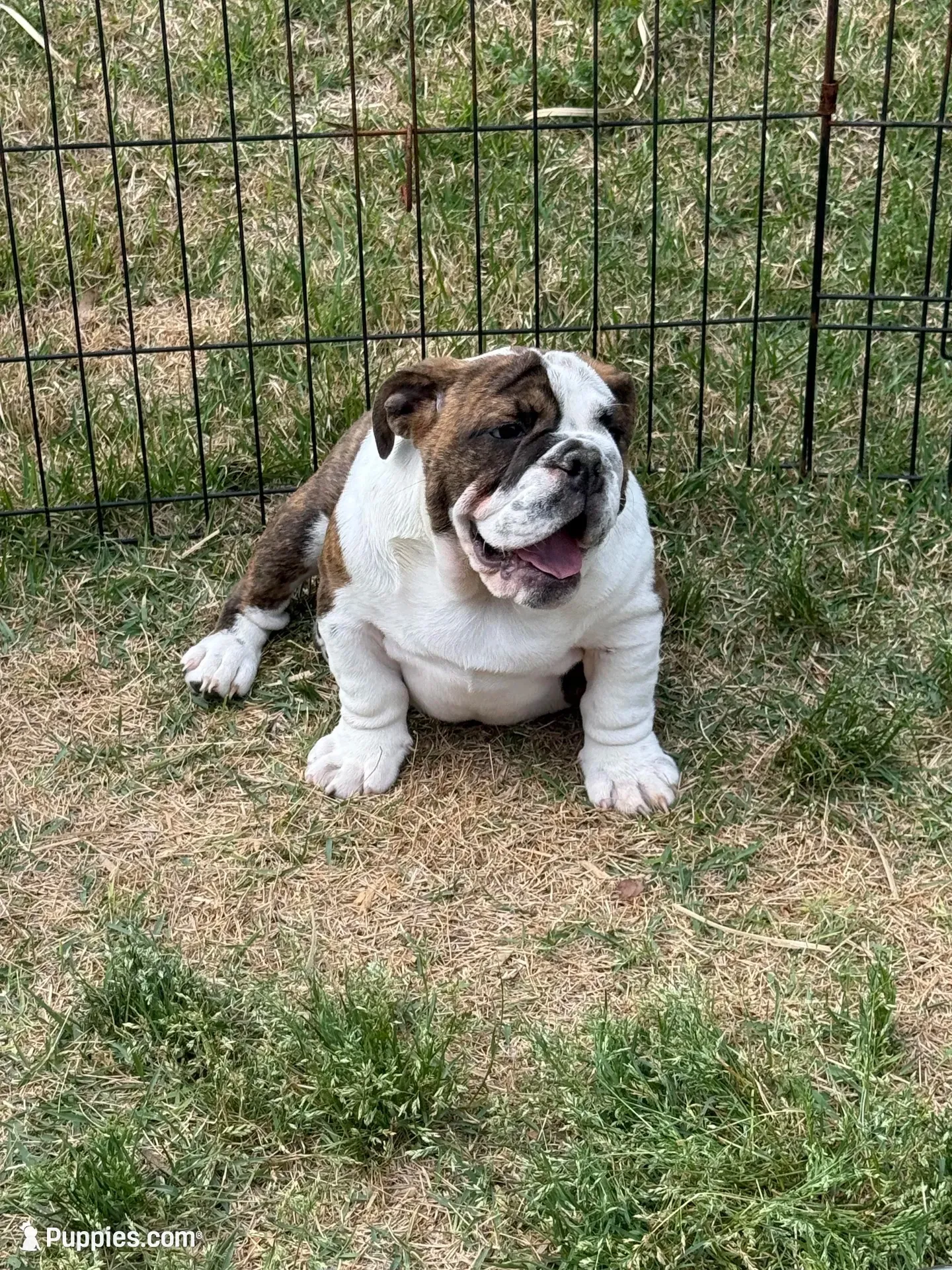 Matilda, a female English Bulldog for sale in Monroe, GA – 1 of 3