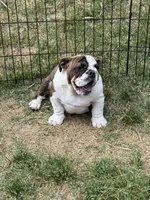 Matilda, a female English Bulldog for sale in Monroe, GA – Photo 3 of 3