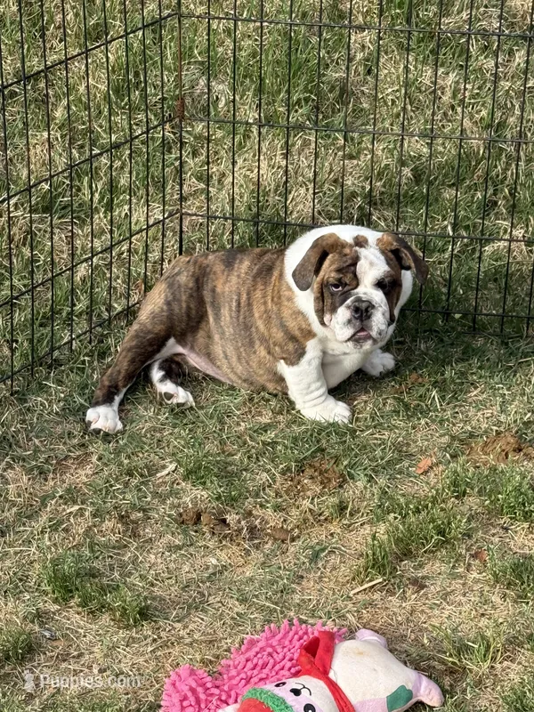 Matilda – English Bulldog puppy for sale in Monroe, GA