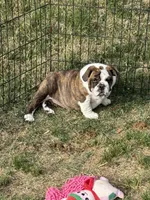 Matilda, a female English Bulldog for sale in Monroe, GA – Photo 1 of 3