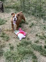 Dixie, a female English Bulldog for sale in Monroe, GA – Photo 2 of 2