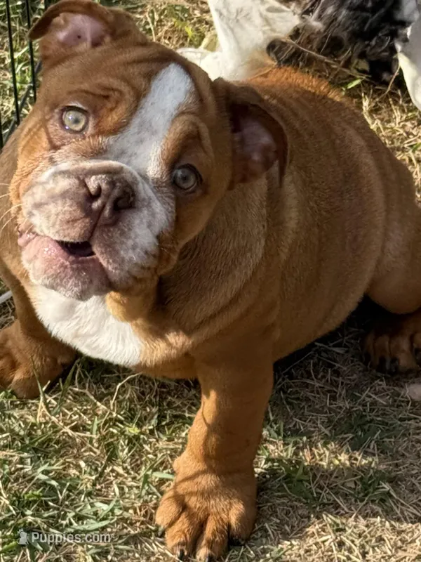 Dixie – English Bulldog puppy for sale in Monroe, GA